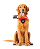 Wisconsin Badgers Pet Bandanna Size Special Order